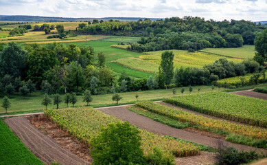 Fototapeta na wymiar Beautiful panoramic view of landscape of wheat field and yellow and green hills, harvest time