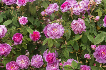 Rosa damascena, Damask rose. Rose Blush Damask with fine fragrance. Selected sorts of Old Roses for parks, gardens