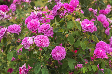 Rosa damascena, Damask rose. Rose Blush Damask. Selected sorts of exquisite roses for parks, gardens