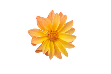 Bright beautiful pink yellow dahlia flower close up on white isolated background
