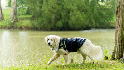 Magnificent mountain dog of the Pyrenees, at the edge of a lake in the rain