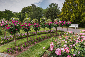 Rose fragrant garden in Germany with flowers and herbs. A unique style and atmosphere