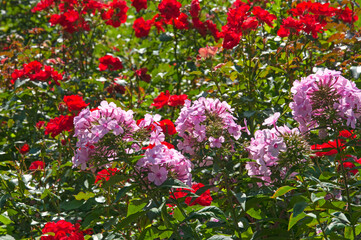 Bright beautiful pink flowers Phlox and red Rósa close-up in a flower garden in a city garden