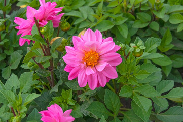 Bright beautiful pink flowers of dahlia close-up on a background of green leaves in a flower garden on a sunny day