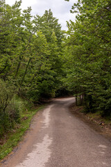 Fototapeta na wymiar Country road in a mountain forest (Peloponnese, Greece)