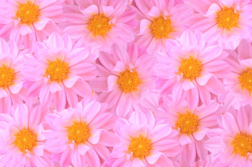 Bright beautiful floral background of bright pink dahlia flowers close-up