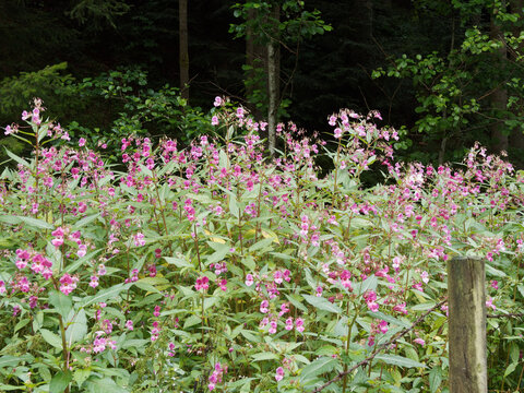 Impatiens glandulifera or Himalayan balsam, invasive plant at the edge of a path in the Black-Forest