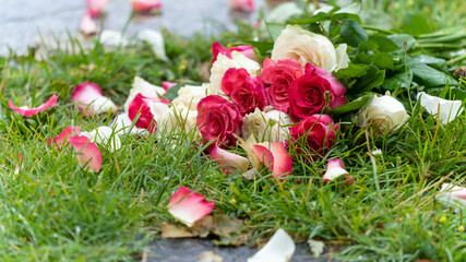 Obraz na płótnie Canvas Bouquet of roses, white and pink, jetty on the ground, in a stone path in the middle of a lawn
