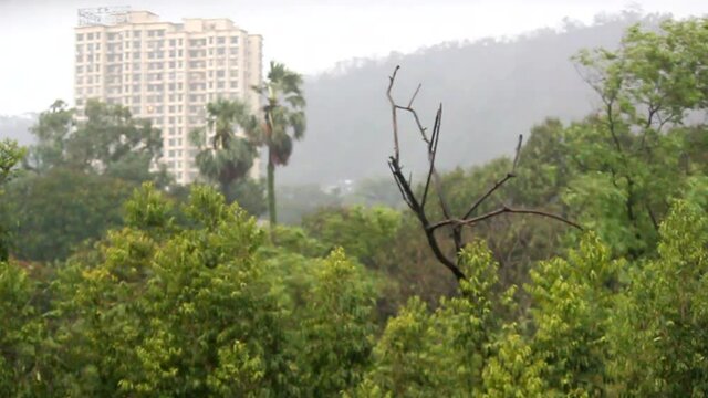 Rain and powerful wind making trees swinging all around due to the influence of the strongest tropical cyclone Tauktae on the west coast of India