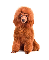 Six months old puppy of toy poodle