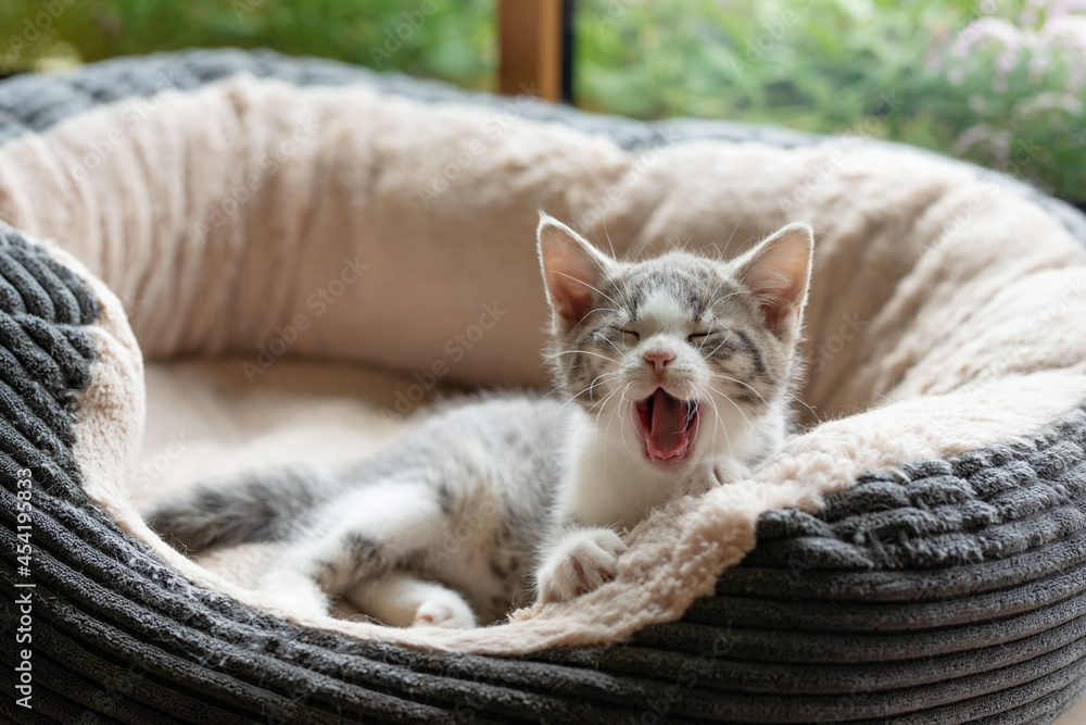 Wall mural cute kitten lying in a cat bed