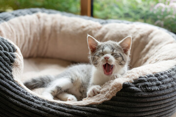 Cute kitten lying in a cat bed
