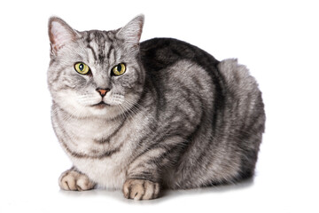 Silver tabby cat isolated on white