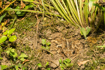 An American Toad blending in with the environment.