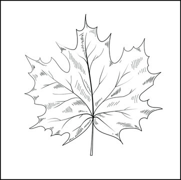 Maple Leaf. Vector maple autumn drawing leaf. Isolated object. Hand drawn detailed botanical illustration. autumn foliage