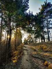 Fototapeta premium Morning early summer spruce forest, seeping sun rays, awakening life, Russian forest, Nizhny Novgorod region, 2019.