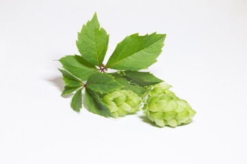 hop inflorescence on white background