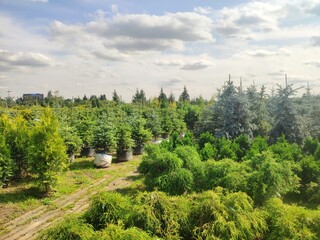 sale of coniferous evergreen plants in the garden center. thuja, decorative pines, firs, junipers in the garden in a row