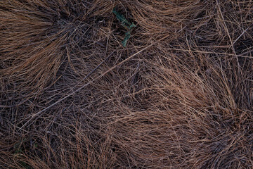 Abstract background of yellowed dry grass, autumn lawn. Burnt-out dried grass. Close-up texture. Top view. Flat lay. Autumn background concept. Environmental problems, drought, soil poisoning