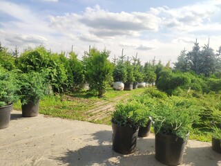 sale of coniferous evergreen plants in the garden center. thuja, decorative pines, firs, junipers in the garden in a row