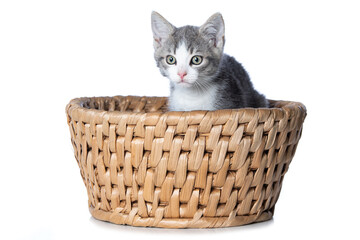 Naklejka na ściany i meble Cute tabby kitten sitting in a basket isolated on white