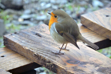 A close-up of a European robin sitting on a wet wooden pallet