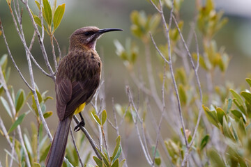 South African Sugar Bird