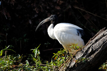 African Scared Ibis on a river bank in South Africa