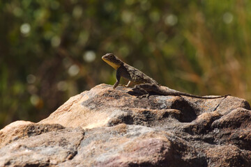 A small lizard on a rock
