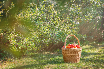 wicker basket with tomatoes stands on the grass