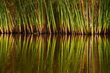 Fototapeta na wymiar Reeds on a water reflections