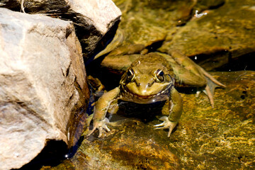 A frog looking at you