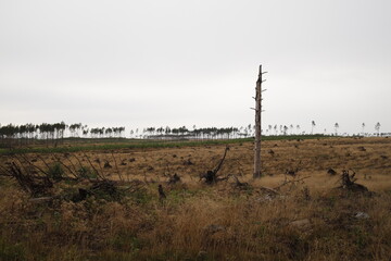 Krajobraz kaszubski kilka lat po trąbach powietrznych: Lipusz - obrazy, fototapety, plakaty