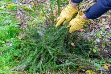Shelter of roses with spruce branches. Spruce branches in the hands of a gardener. Garden work. 