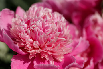 Colorful summer background of pink peonies flowers. Summer, spring concepts. Beautiful nature background. Macro view of abstract nature texture. Template for design. Soft focus. Copy space