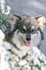 Portrait of a purebred Finnish Lapphund dog