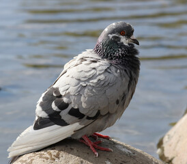 Rock dove