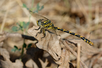 Large pincertail or Blue-eyed hook-tailed dragonfly (Onychogomphus uncatus)