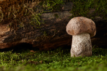 Brown cap boletus mushroom growing under snag