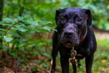 Brudny pies stoi w lesie, patrzy prosto w kamerę. 