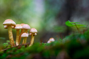 Bajkowy świat grzybów, runo leśne zdjęcie makro.