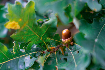 Drzewo dąb, gałąź, zbliżenie na żołędzie.   © Aneta