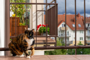 Kot na balkonie w mieście, osiedle mieszkalne. 