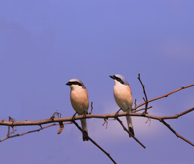A pair of shrike shrikes on an acacia branch against a blue sky ...
