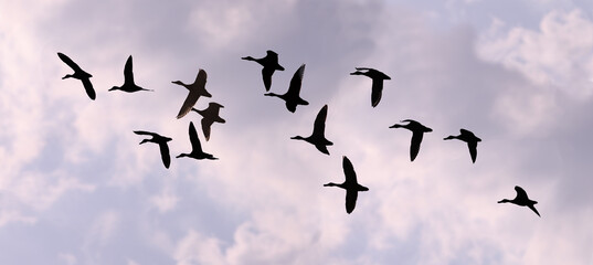 Flight of a flock of ducks against the background of the evening sky.