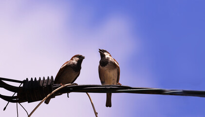 Two sparrows chirping peacefully while sitting on a telephone cable