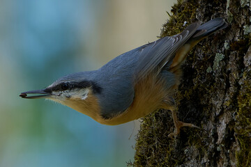 Kleiber mit Samen  (Sitta europaea)  Nuthatch