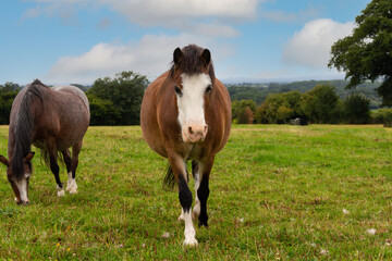 Mother and son - young colt walks towards the camera whilst his mother carries on grazing, both fat both happy on a sunny summers day in rural Shropshire.