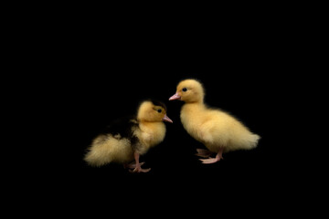 Cute duck isolated on black background