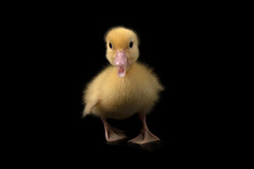Cute duck isolated on black background